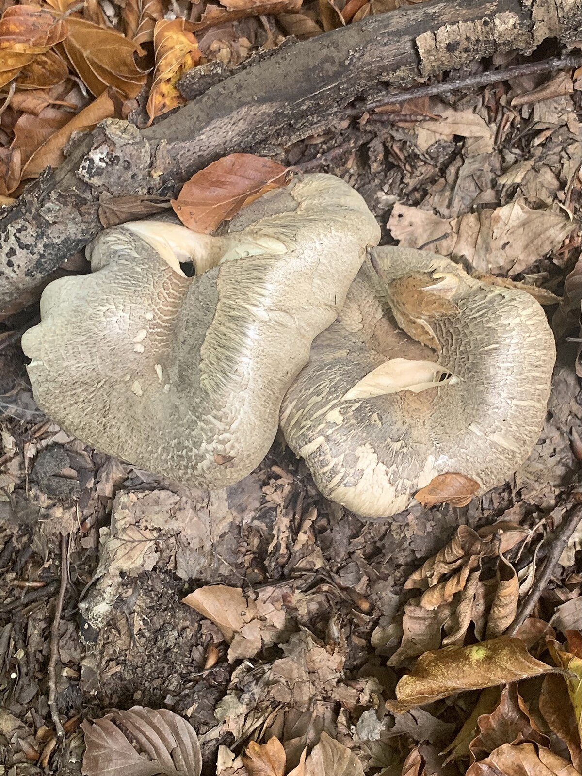Tricholoma pardinum