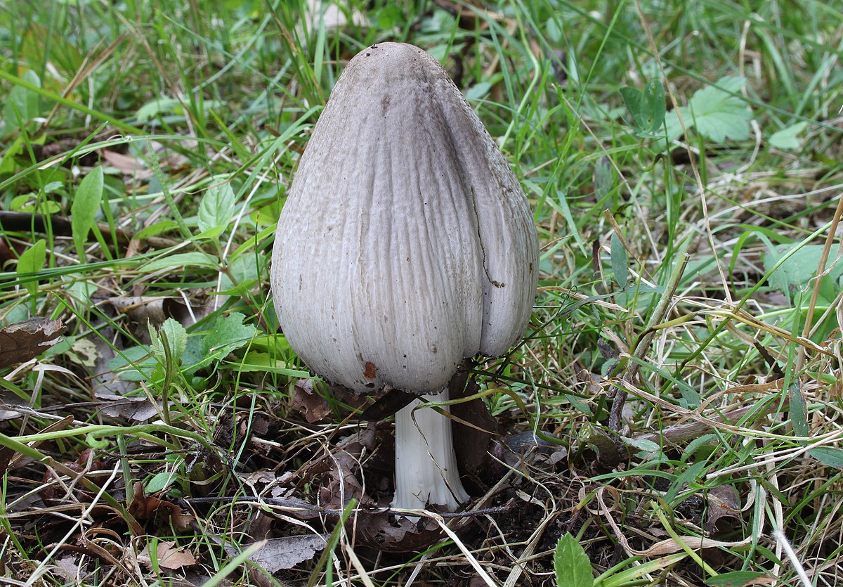 Coprinopsis atramentaria (Fungo dell'Inchiostro)