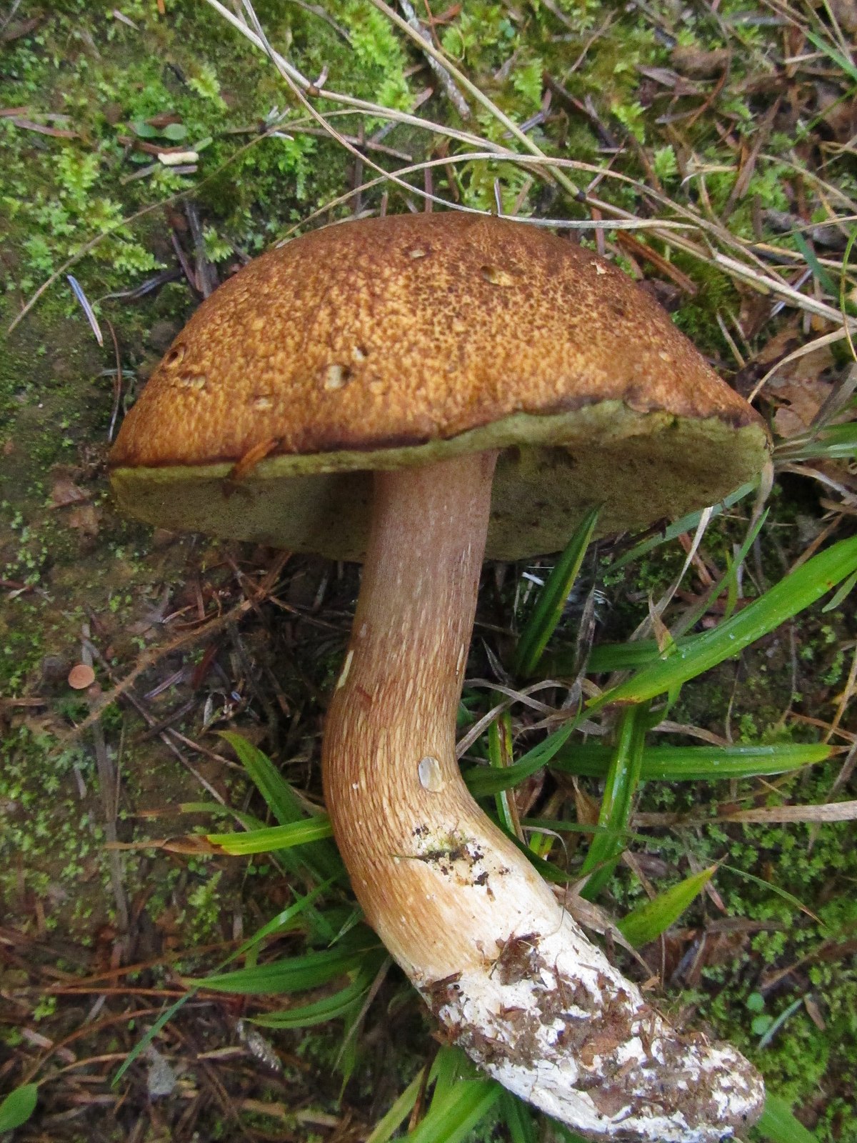 Boletus fibrillosus