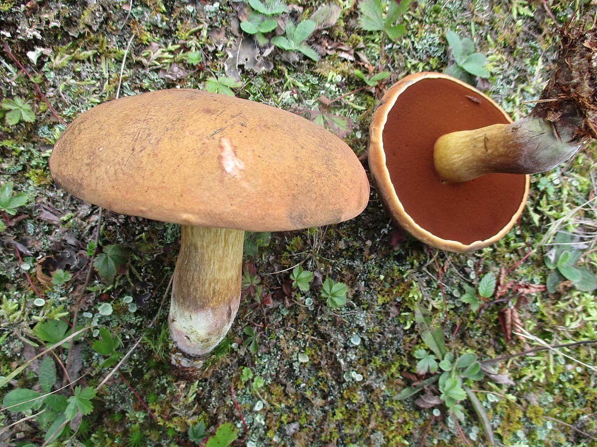 Boletus vermiculosoides