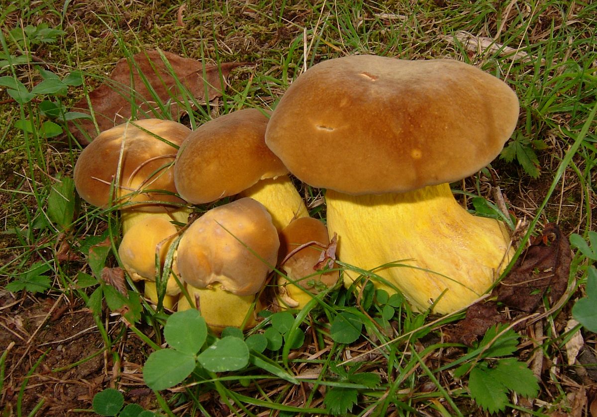 Boletus auripes (Boleto dal gambo dorato, Boleto giallo)