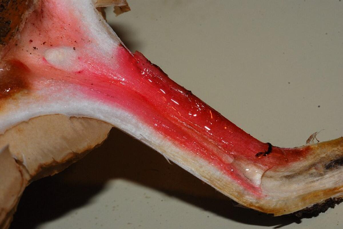 L’uso delle basi forti nella micologia: KOH e NaOH spiegati a un cercatore di funghi - 