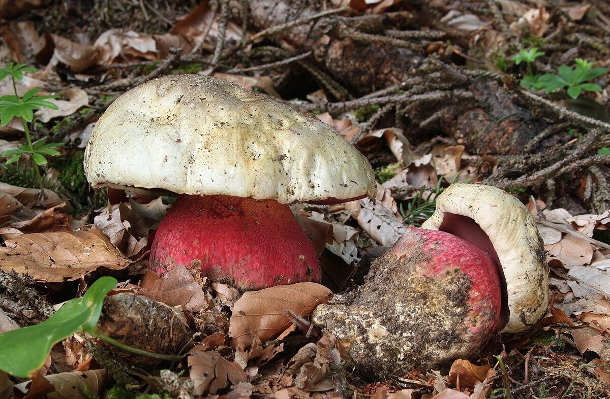 Porcini velenosi: come evitare i sosia (mortali) dei funghi porcini più famosi - 