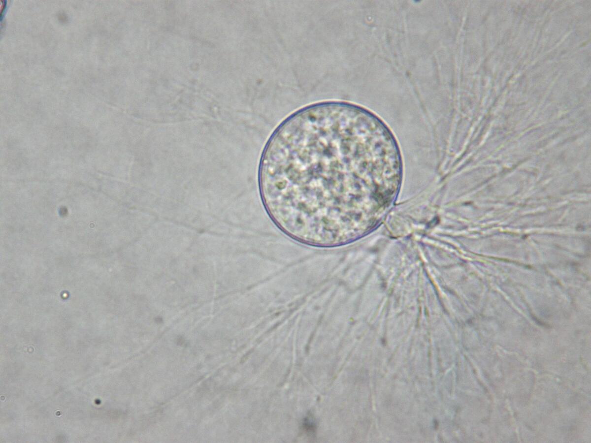 Le affascinanti divisioni del regno dei funghi: le curiosità che hai sempre voluto sapere - 