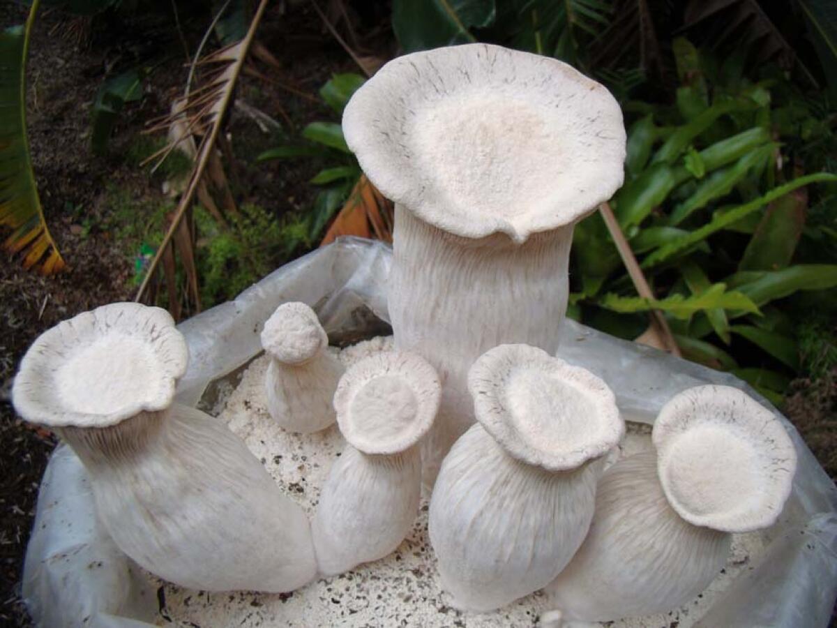 Pleurotus nebrodensis (Funcia di Basilico, Fungo del Basilisco) - 