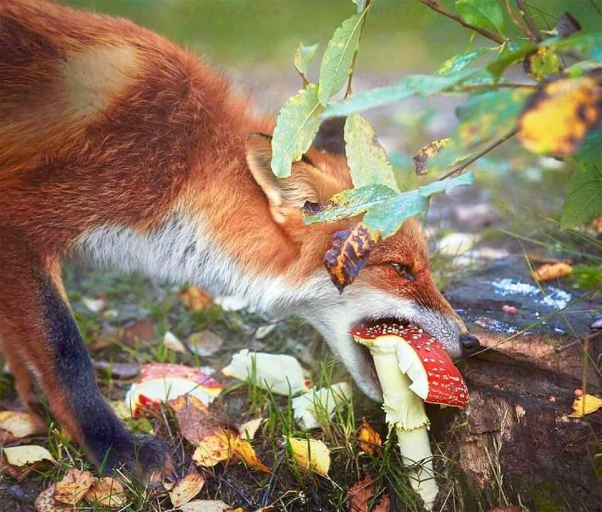 Volpe mangia fungo velenoso? La VERITÀ che nessuno ti ha mai detto!  - 