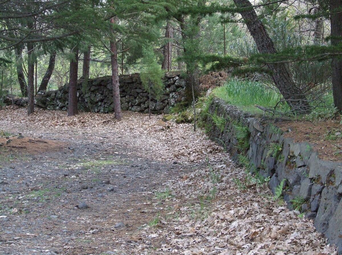Il regno dei funghi nel Parco dell'Etna: un viaggio attraverso un ecosistema unico - 