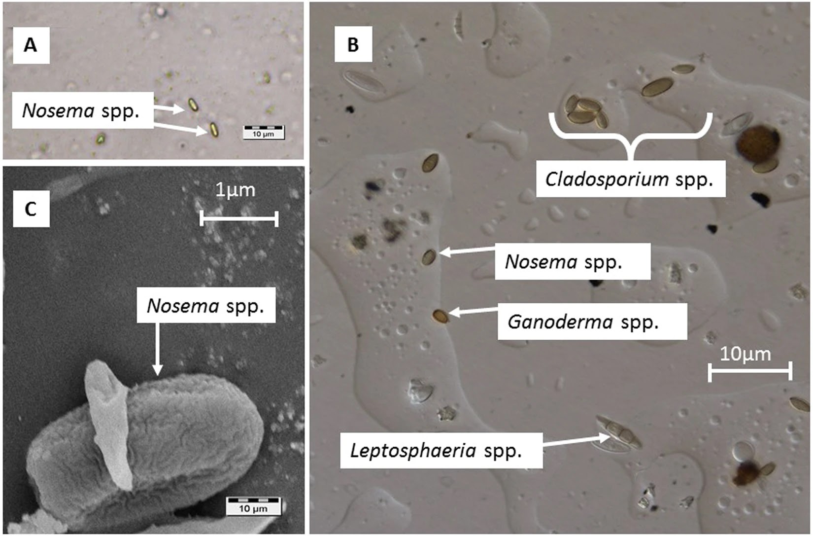 Microsporidia (Microsporidi)