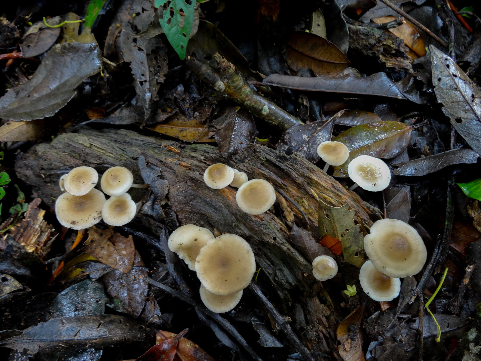 Basidiomycota (Basidiomiceti)