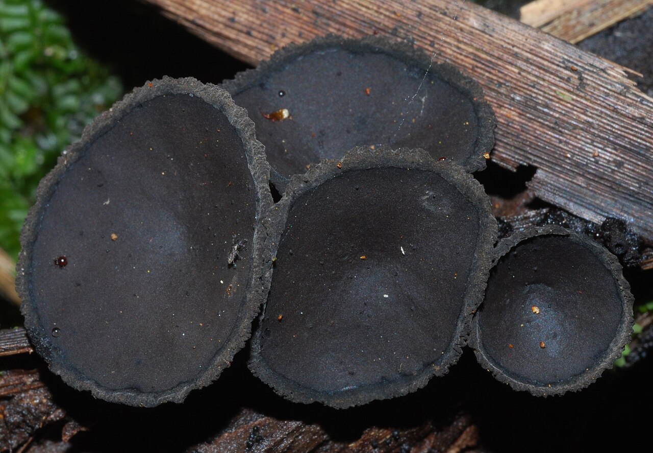 Ascomycota (Ascomiceti)