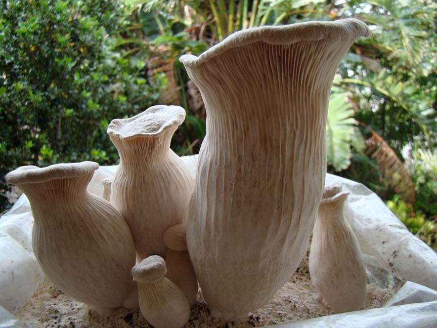 Pleurotus nebrodensis (Funcia di Basilico, Fungo del Basilisco)