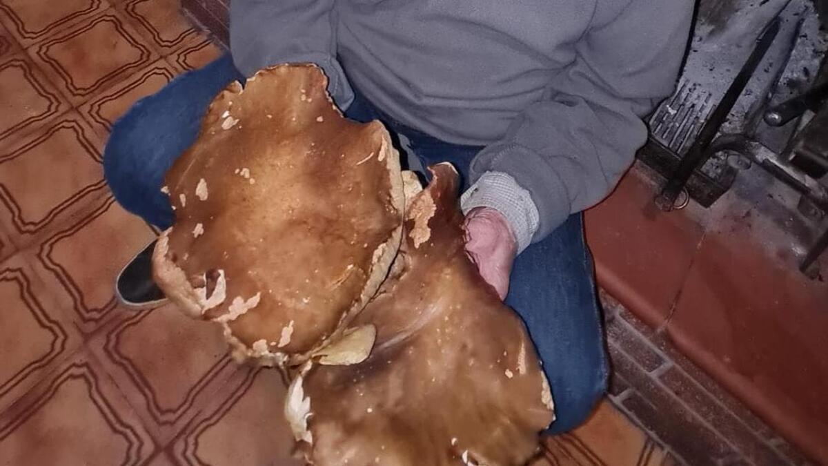 Porcino da 3kg nei boschi toscani: se fossi stato in Maremma l'avresti potuto trovare tu - 