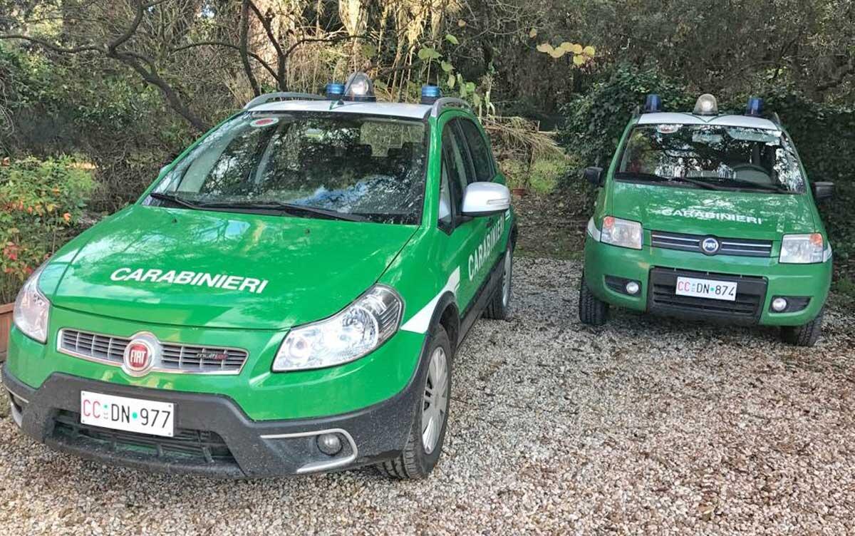 Multati per raccolta funghi senza permesso in Umbria | Sequestri e sanzioni per 1.300 euro - 