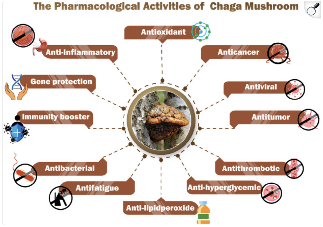 Benefici del fungo Chava