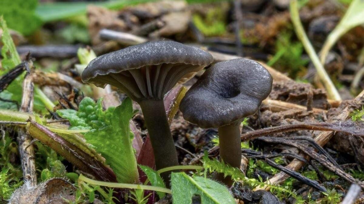 Scoperta una nuova specie di fungo a Minturno: nasce l’Arrhenia monsducalis - 