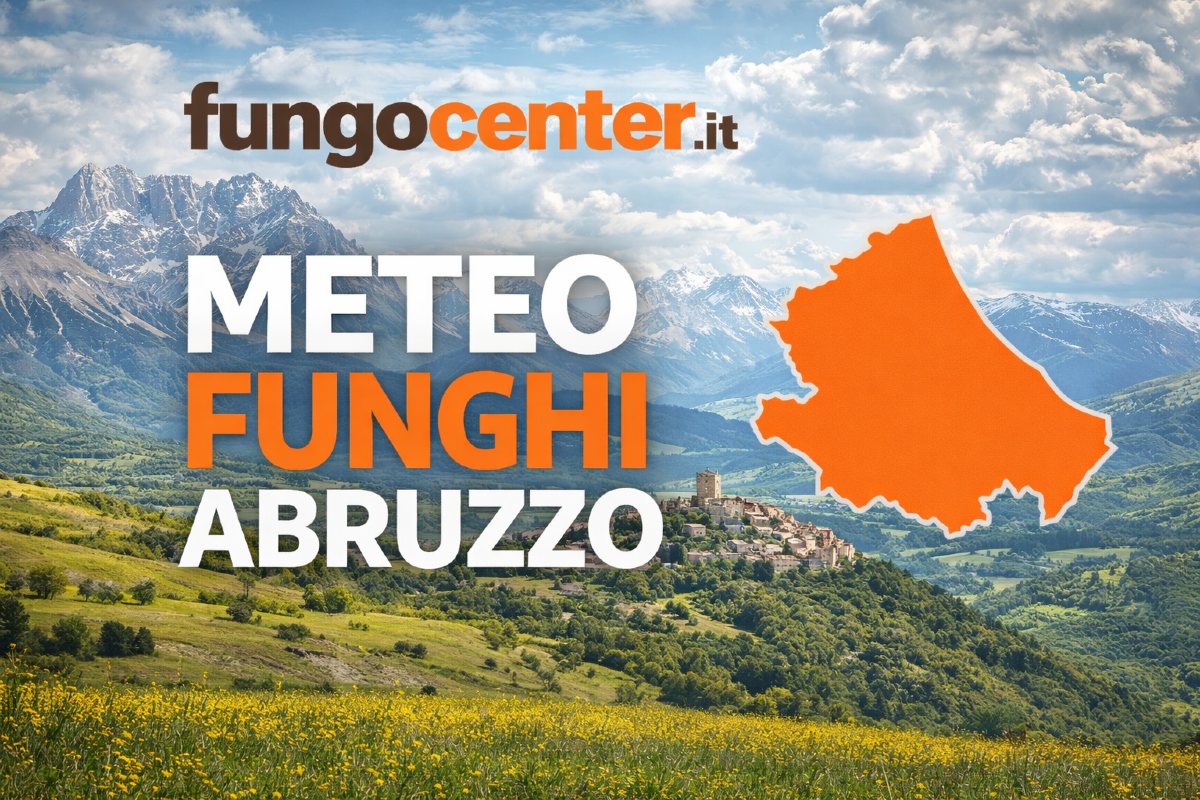 Meteo Funghi Abruzzo: semaforo con previsione di crescita dei funghi in Tempo Reale - 