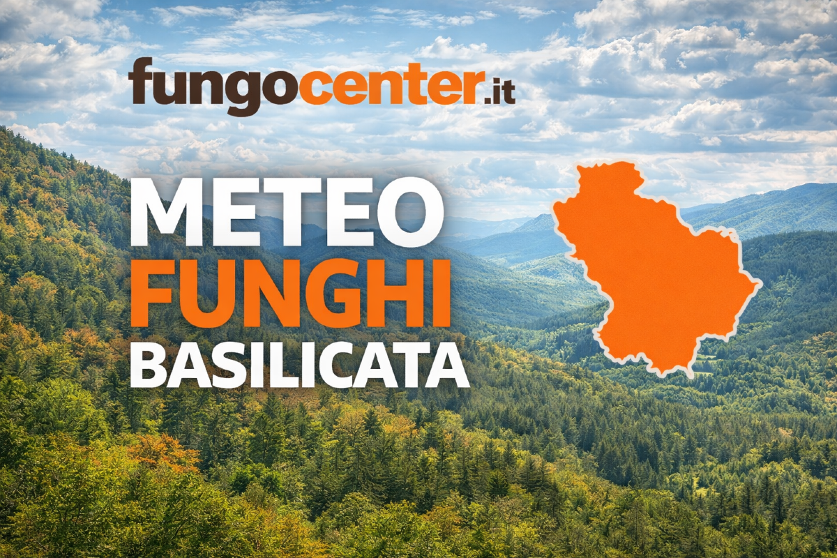 Meteo Funghi Basilicata: semaforo con previsione di crescita dei funghi in Tempo Reale - 
