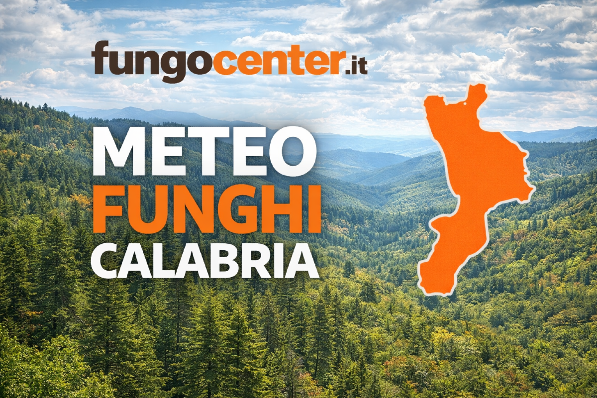 Meteo Funghi Calabria: semaforo con previsione di crescita dei funghi in Tempo Reale - 