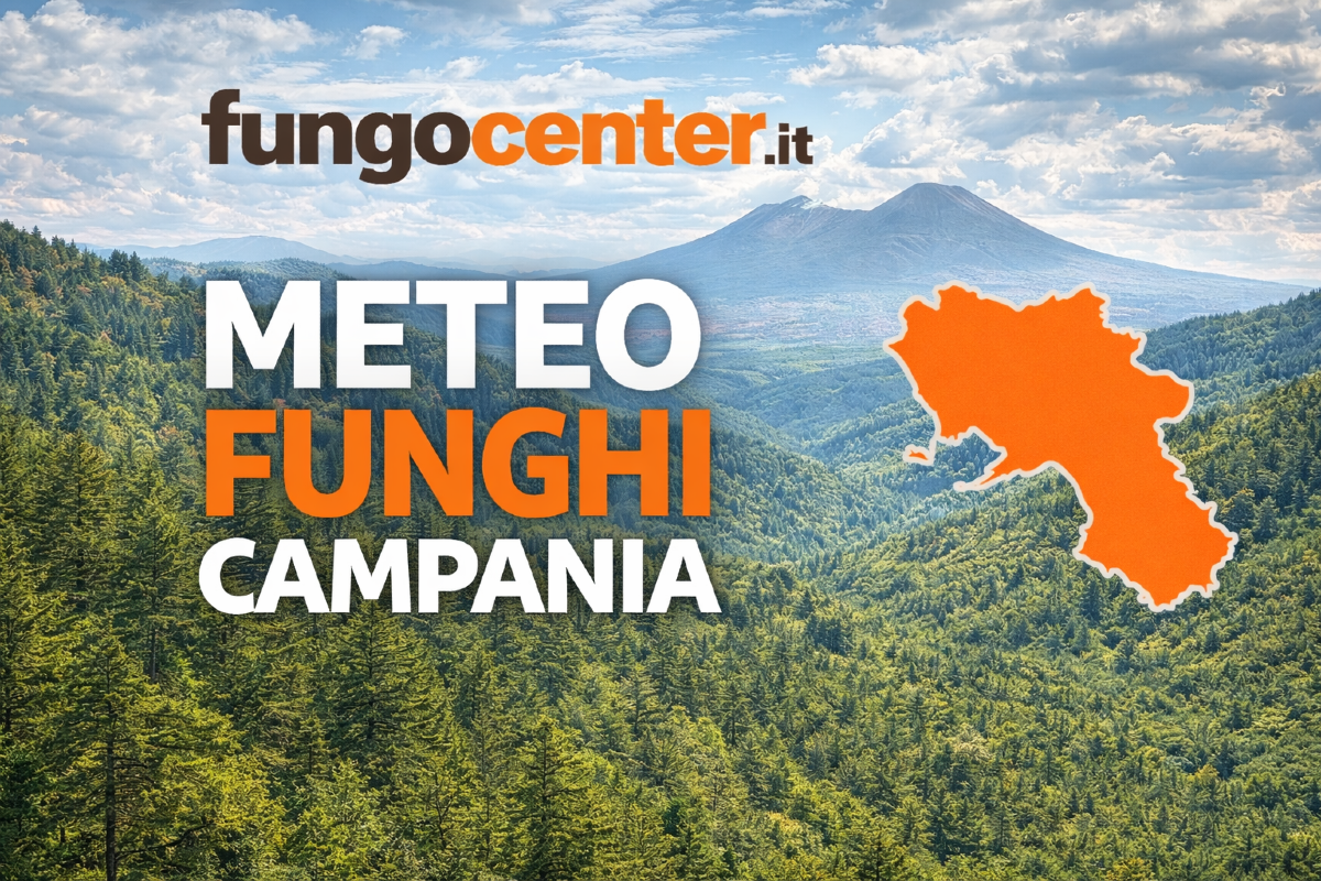 Meteo Funghi Campania: semaforo con previsione di crescita dei funghi in Tempo Reale - 
