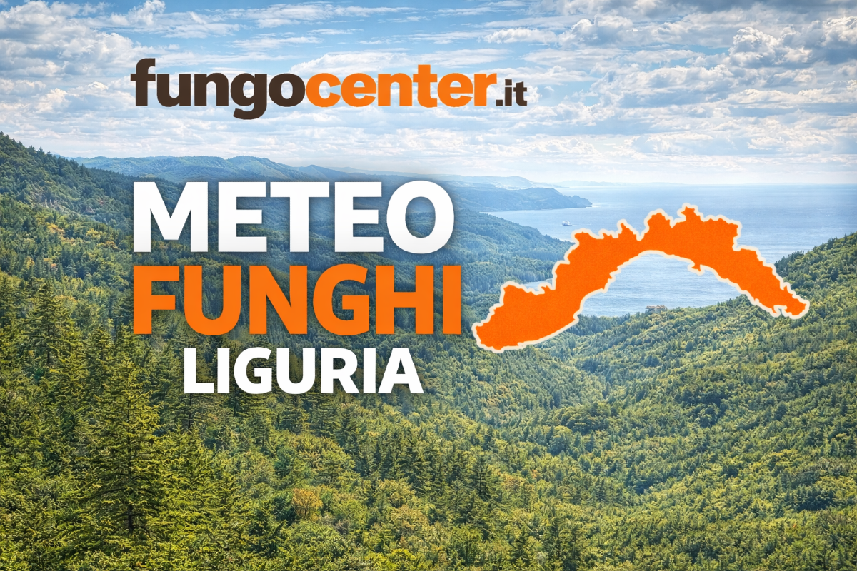 Meteo Funghi Liguria: semaforo con previsione di crescita dei funghi in Tempo Reale - 