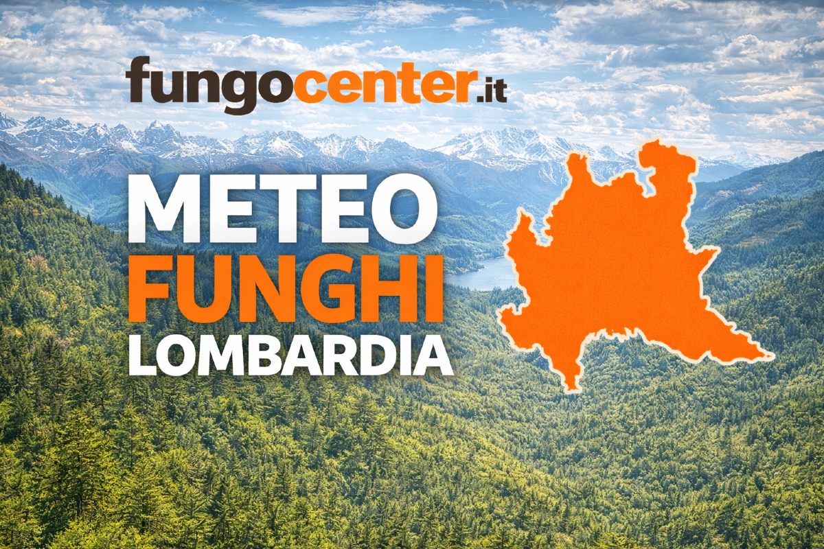Meteo Funghi Lombardia: semaforo con previsione di crescita dei funghi in Tempo Reale - 