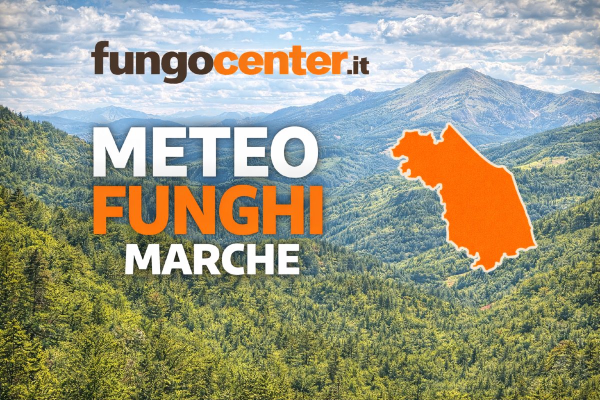 Meteo Funghi Marche: semaforo con previsione di crescita dei funghi in Tempo Reale - 