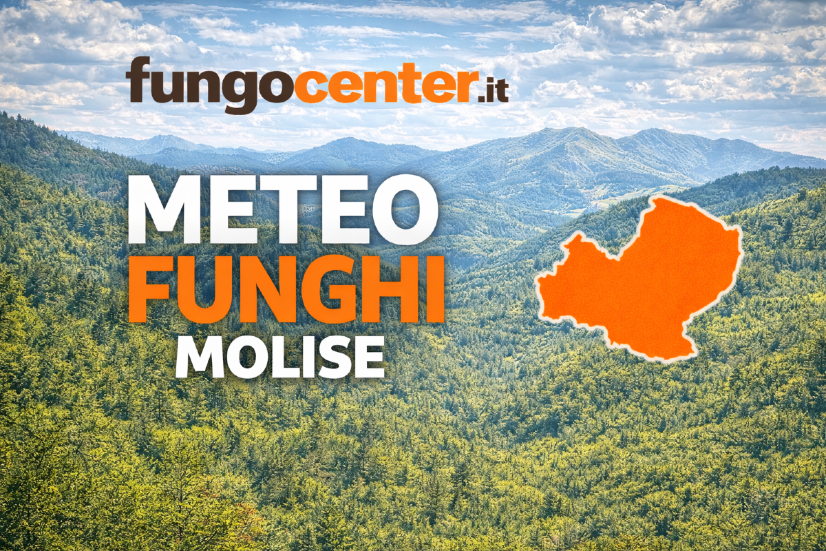 Meteo Funghi Molise: semaforo con previsione di crescita dei funghi in Tempo Reale - 