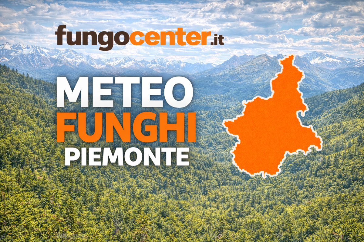 Meteo Funghi Piemonte: semaforo con previsione di crescita dei funghi in Tempo Reale - 