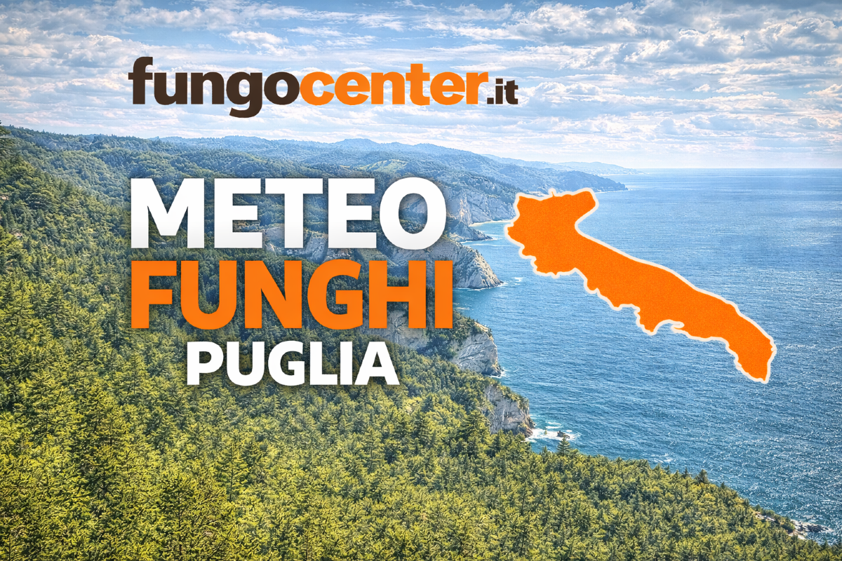 Meteo Funghi Puglia: semaforo con previsione di crescita dei funghi in Tempo Reale - 