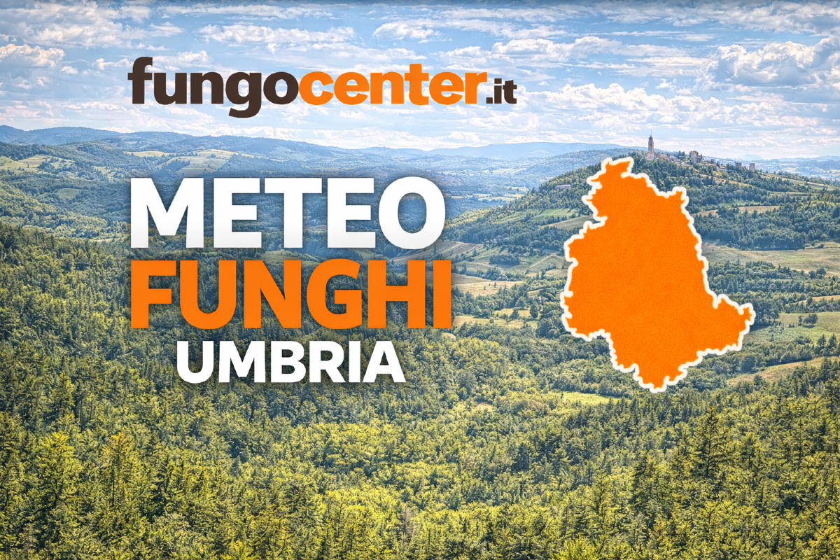 Meteo Funghi Umbria: semaforo con previsione di crescita dei funghi in Tempo Reale - 