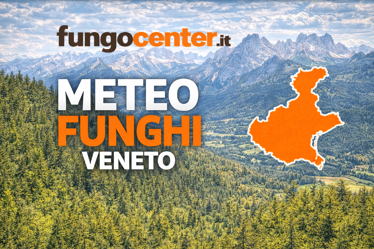 Meteo Funghi Veneto: semaforo con previsione di crescita dei funghi in Tempo Reale - 
