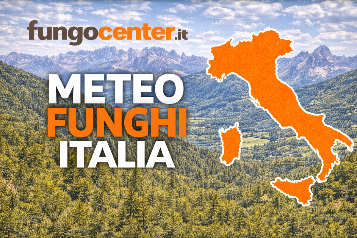 Meteo Funghi: semaforo con previsione di crescita dei funghi in Tempo Reale - 