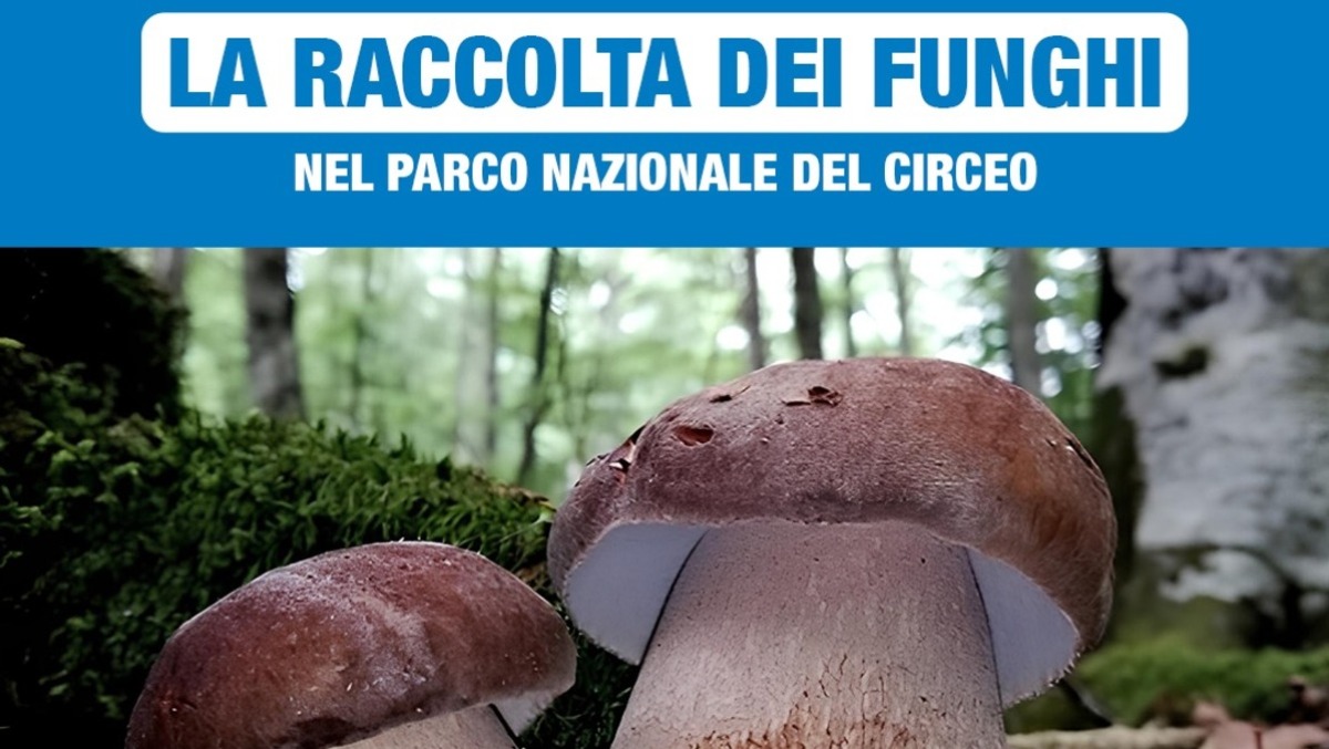 Riapertura della raccolta dei funghi nel Parco Nazionale del Circeo: guida operativa 2026 - 