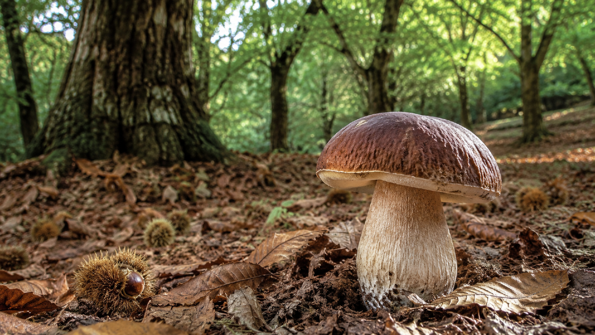 Latifoglie, conifere e boschi misti: l’ambiente invisibile dei funghi - 