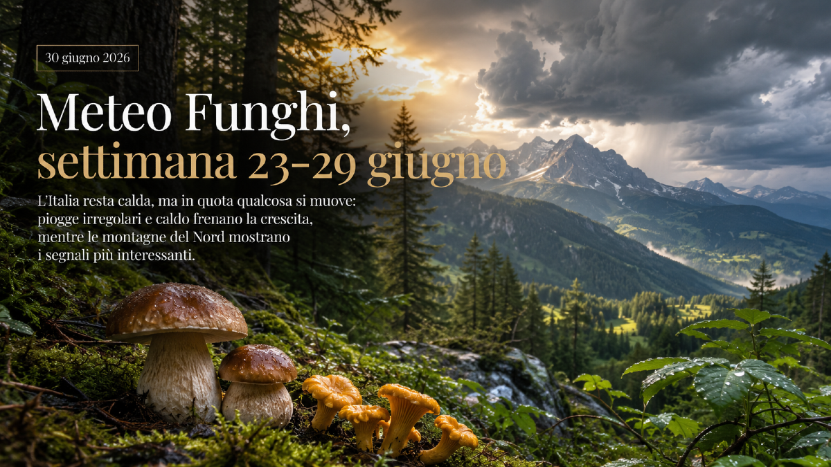 Meteo Funghi, settimana 23-29 giugno: l’Italia resta calda, ma in quota qualcosa si muove