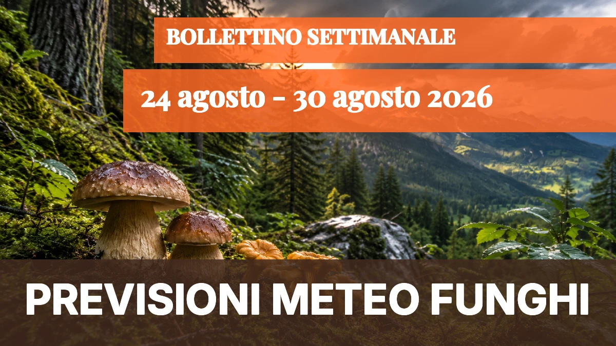 Meteo Funghi: dal 24 al 30 agosto 2026 — ripresa in quota, ma l'Italia resta a macchia di leopardo - 