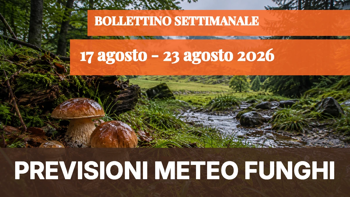 Meteo Funghi 17-23 agosto 2026: segnali di ripresa in alta montagna, il resto d'Italia resta fermo - 