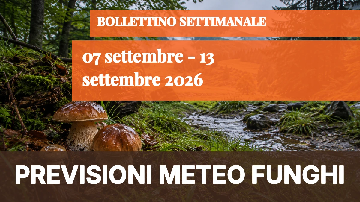 Meteo Funghi — 7-13 settembre 2026: segnali di ripresa localizzata sulle montagne del Nord - 