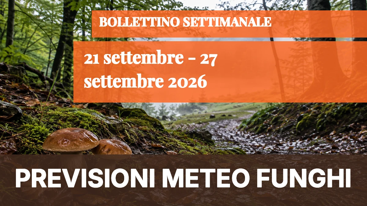 Meteo Funghi 21–27 settembre 2026: settimana asciutta, ma un vero boom localizzato in Friuli - 
