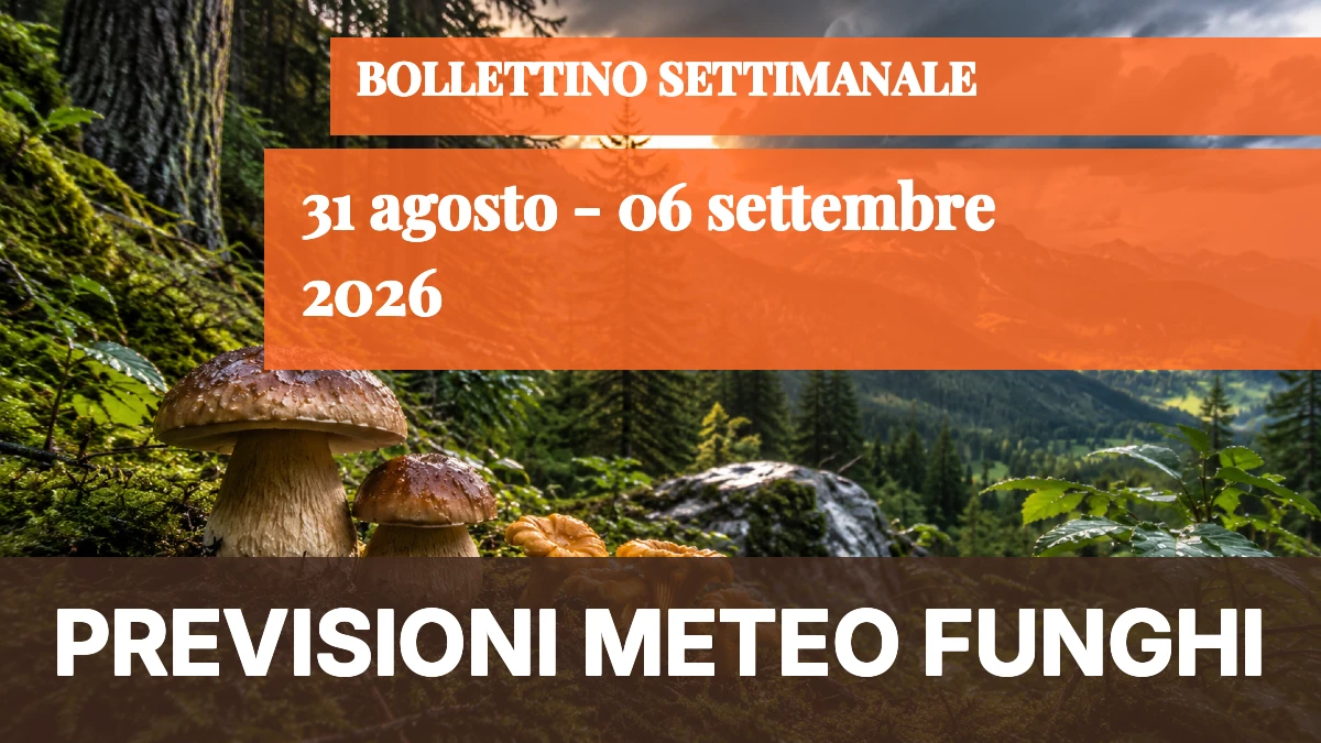 Meteo Funghi — 31 agosto - 6 settembre 2026: ripresa blanda, solo le montagne del Nord mostrano segnali - 