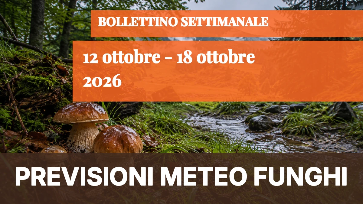 Meteo Funghi — dal 12 al 18 ottobre 2026: ripresa localizzata, Calabria e Lazio guidano i segnali - 